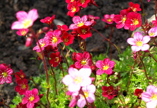 20080504183119 mauerbluechen