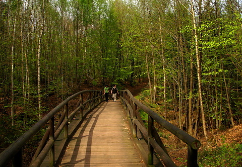 Brücke im Wald bei Riegelsberger