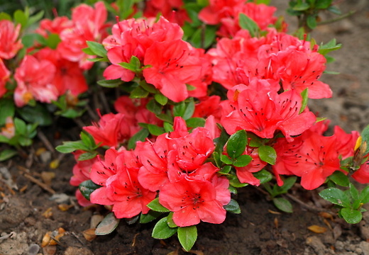 20080518191346 blumenimgarten