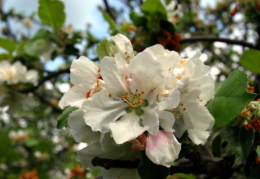 20080519215204 apfelble