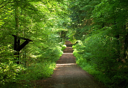 Im Wald