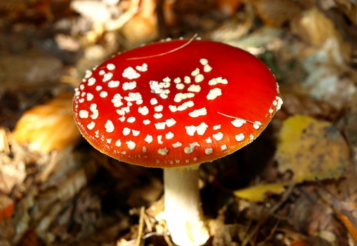 Fliegenpilz wie er im Buche steht
