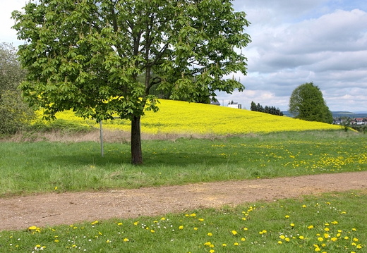 Kleine Kastanie
