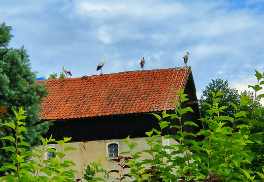 Reihenweise Störche