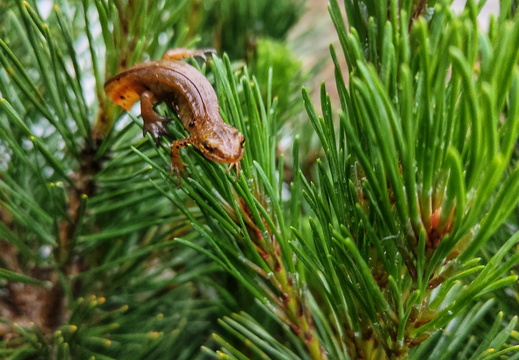 Lurchi zu Besuch.